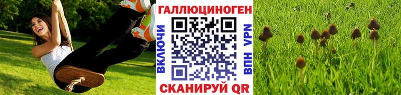 Купить где  Короча  Галлюциногенные грибы GOLDEN TEACHER 